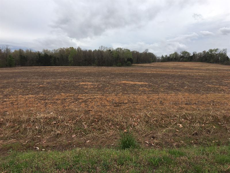 Prime Row Crop : Lavinia : Carroll County : Tennessee