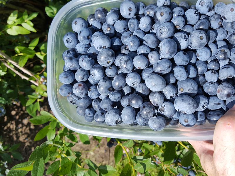 Thriving & Beautiful Blueberry Farm Farm for Sale in Bangor, Van