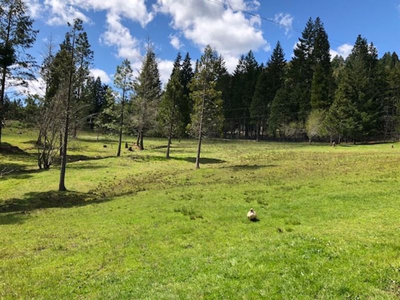 McCullough Creek 51 : Glendale : Douglas County : Oregon