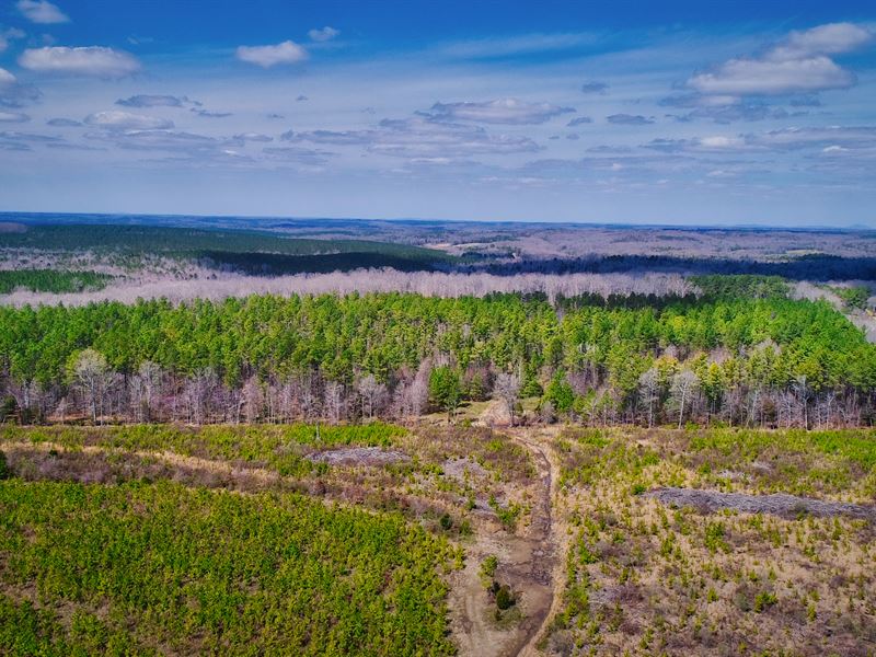 47 Acres Of Mature Pine in McConnel : McConnells : York County : South Carolina