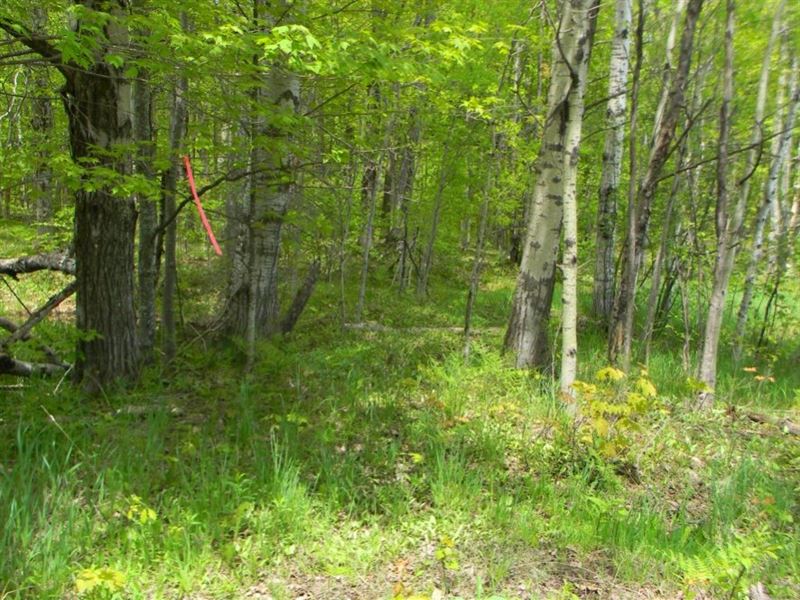 Covered Drive : Atlantic Mine : Houghton County : Michigan