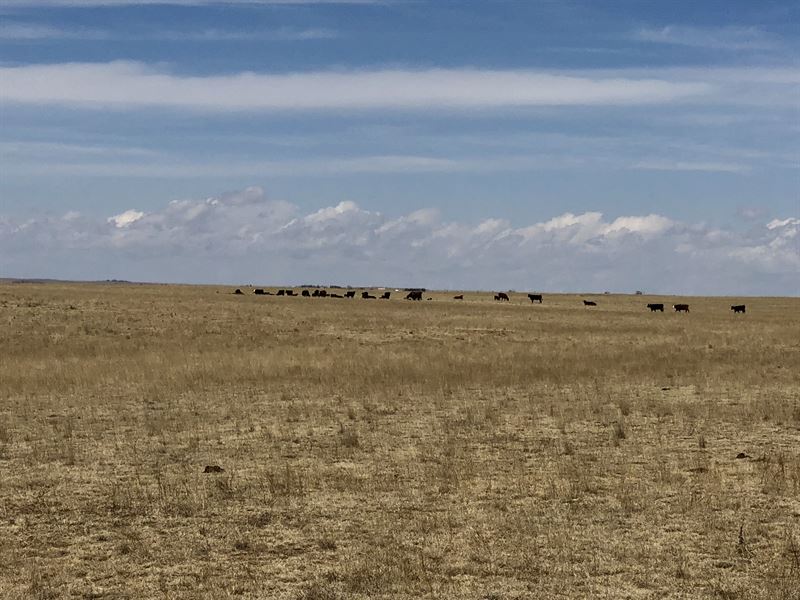 Yoder Brothers Ranch : Rush : El Paso County : Colorado