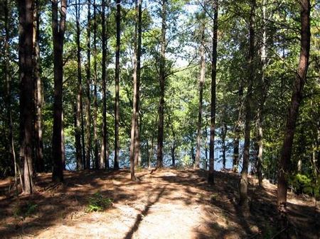 Best Value Simply Gorgeous Lot 10 : Bankhead Lake : Walker County : Alabama