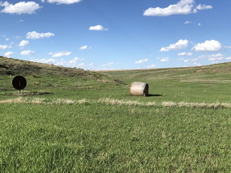 Decatur County Crop & Grass : Oberlin : Decatur County : Kansas