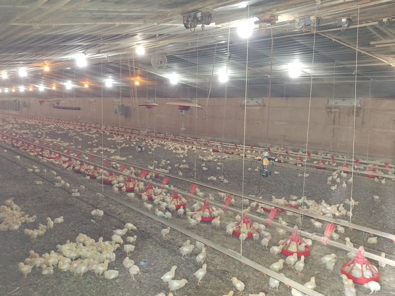 12 Broiler Houses On 80+ Acres : Lincoln : Washington County : Arkansas