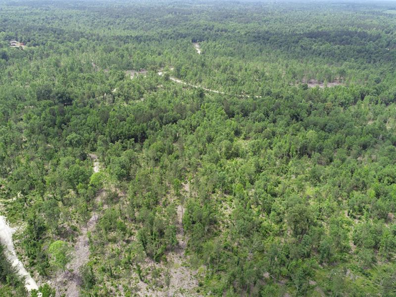 272 Acres Wooded, Owner Financing : Harlem : Columbia County : Georgia