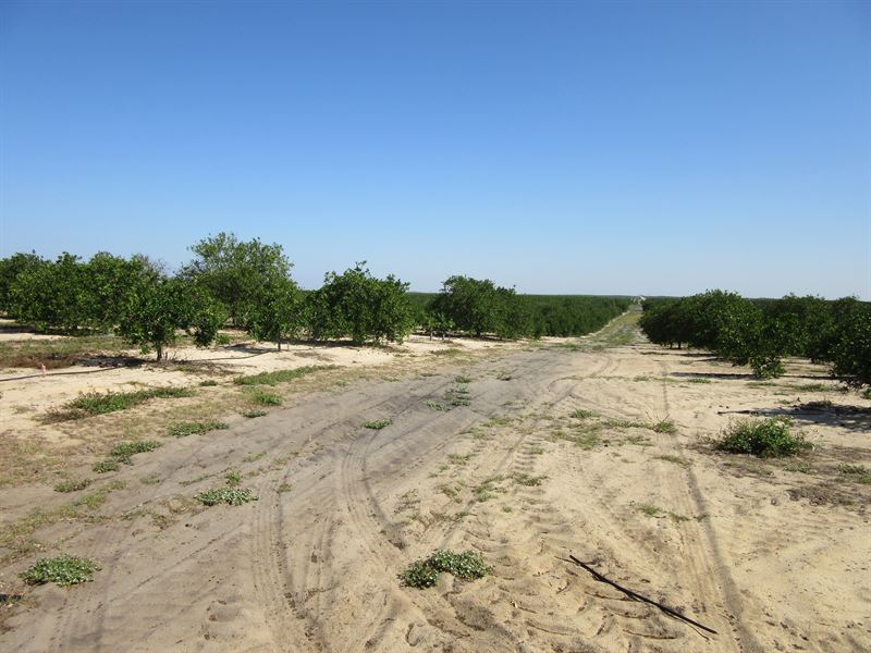 Alico Rawle Grove in Sebring : Sebring : Highlands County : Florida