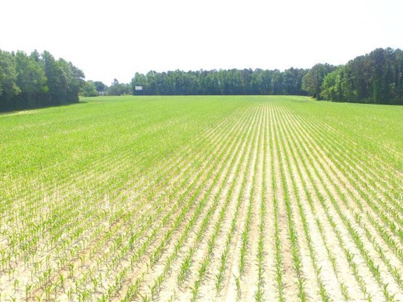 Whiteville Farm and Timber Land Wit : Whiteville : Columbus County : North Carolina