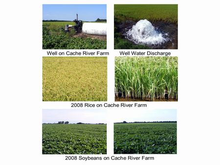 Cache River Farm : Egypt : Craighead County : Arkansas