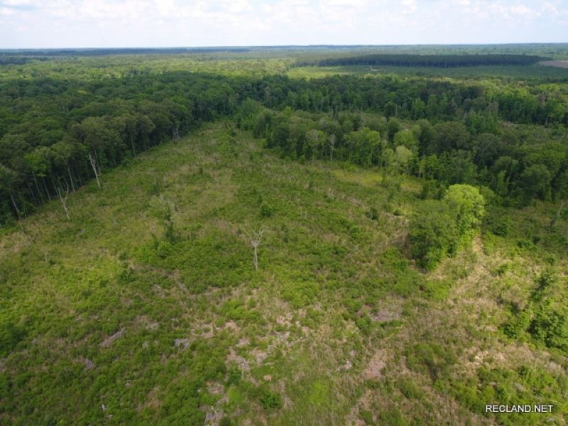 159 Ac, Timberland & Hunting : Columbia : Caldwell Parish : Louisiana
