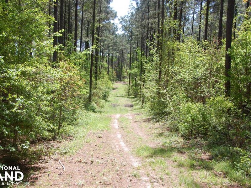 Timberfield, Timberland and Hunting : Gloster : Amite County : Mississippi
