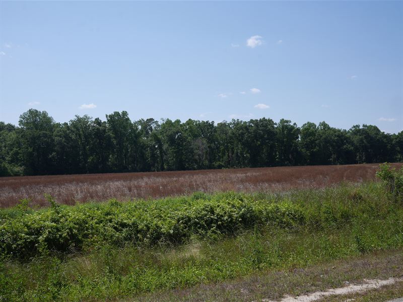 Banks Dairy Farmland : Portal : Bulloch County : Georgia