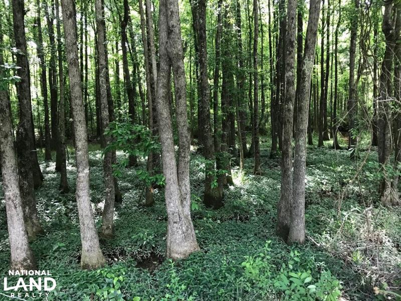 Box Creek Hunting and Homesite Oppo : Elrod : Tuscaloosa County : Alabama