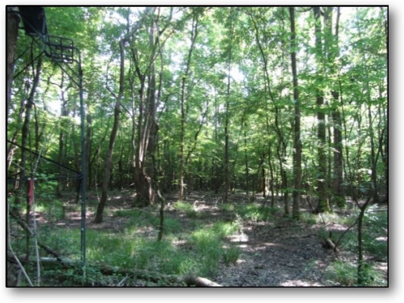 41 Acres in Montgomery County : French Camp : Montgomery County : Mississippi