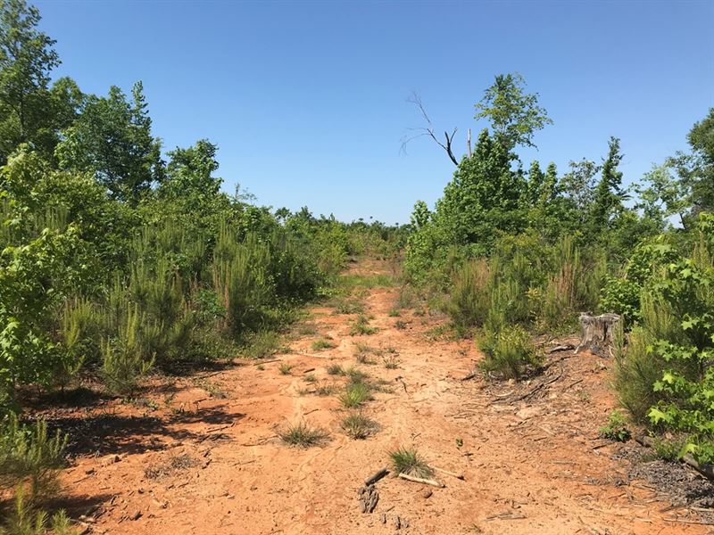 66-091 Anne Manie Tract : Boykin : Wilcox County : Alabama