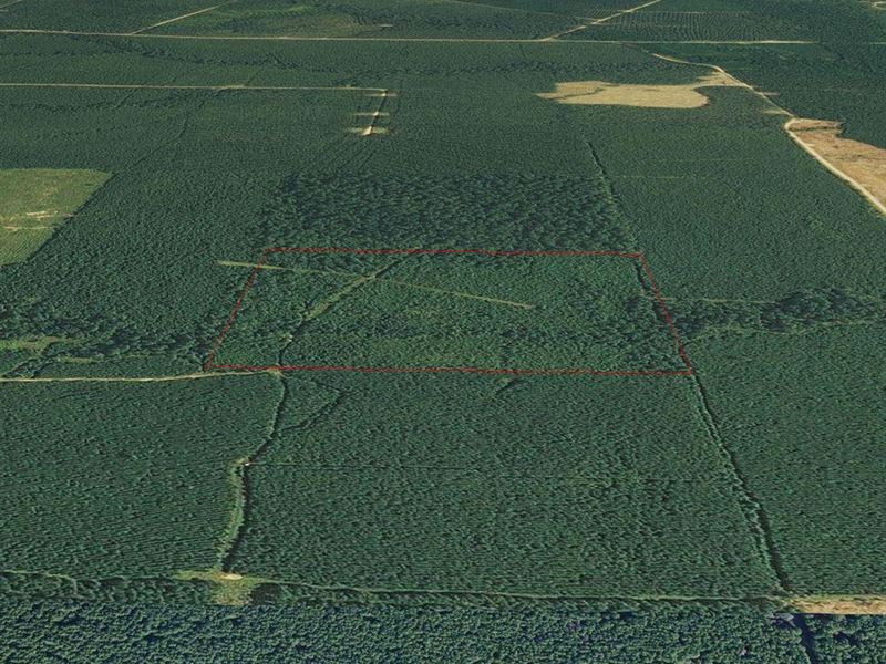 Hamburg Hunting Tract : Hamburg : Ashley County : Arkansas