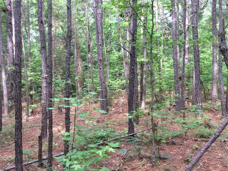 Pine Trail Tract : Evergreen : Conecuh County : Alabama