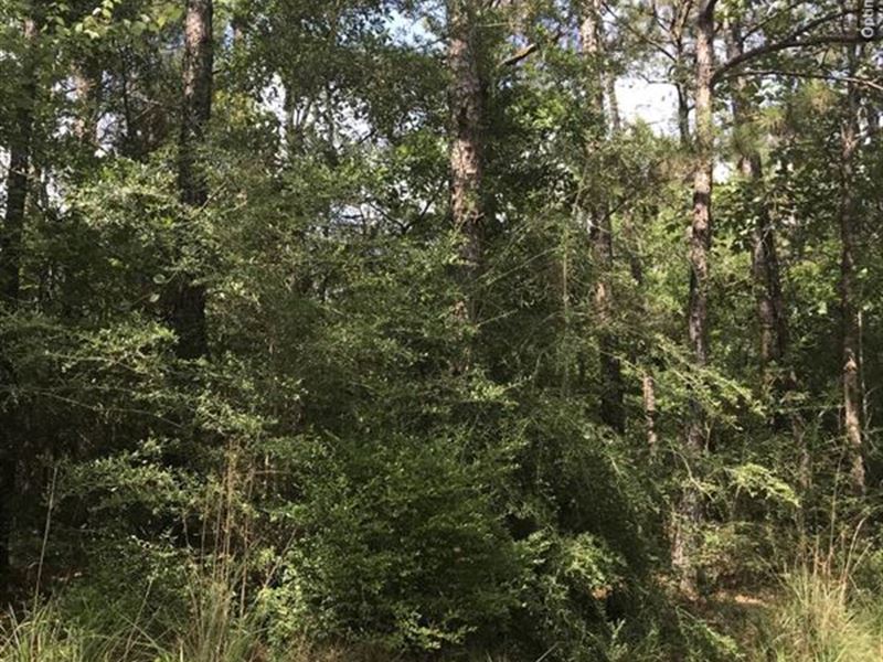 Great Timber Investment & Rec Tract : Shubuta : Wayne County : Mississippi