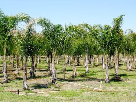 Lake Wales Palm Tree Farm : Lake Wales : Polk County : Florida