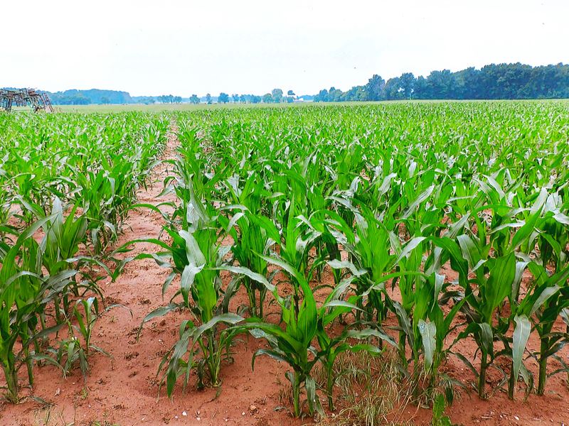 Land Auction In Indiana Farm Auction in Delphi, Carroll County