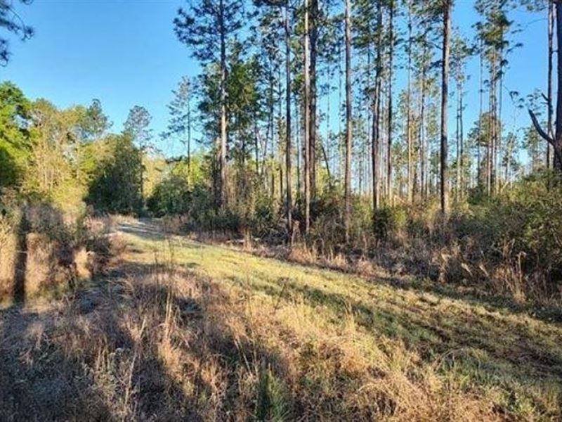 20 Acre Timberland in Bay Minette : Bay Minette : Baldwin County : Alabama