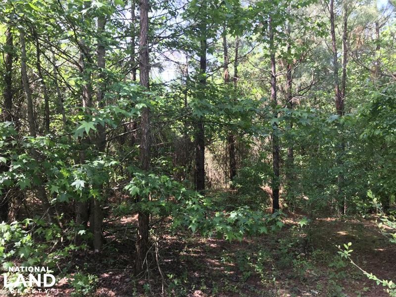 54 Acres Timberland & Hunting Prope : Sheridan : Grant County : Arkansas