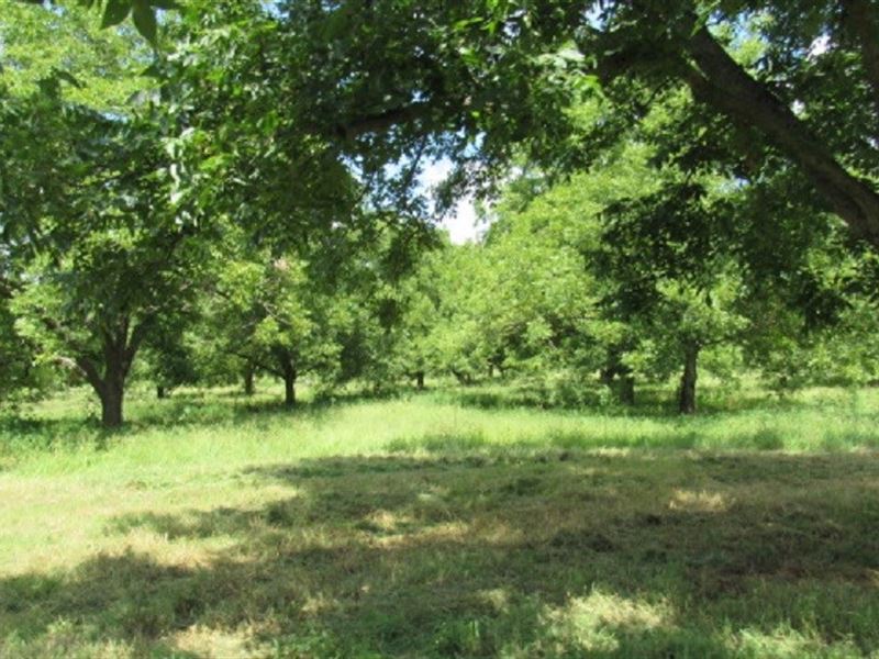 Texas Pecan Orchard in Lamar County, Farm for Sale in Texas, 153803