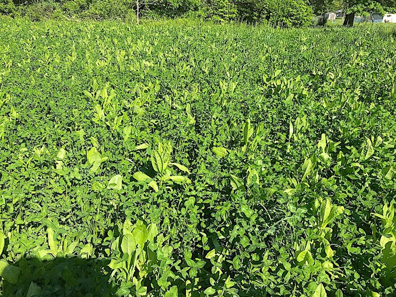 Haut Rd - 38 Acres : East Sparta : Stark County : Ohio