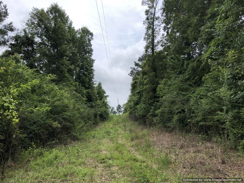 Hunting Tract Close To Town : Braxton : Simpson County : Mississippi