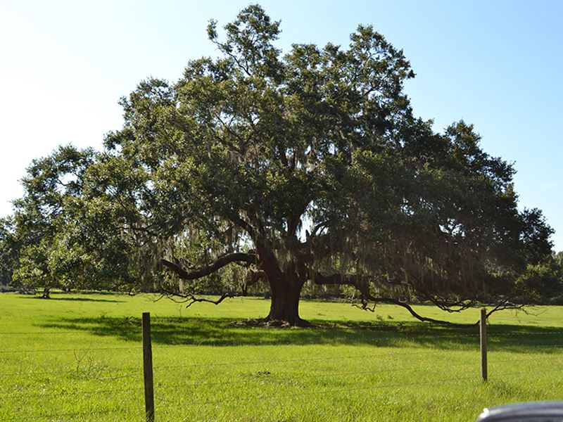 English Creek Development Land : Lakeland : Polk County : Florida
