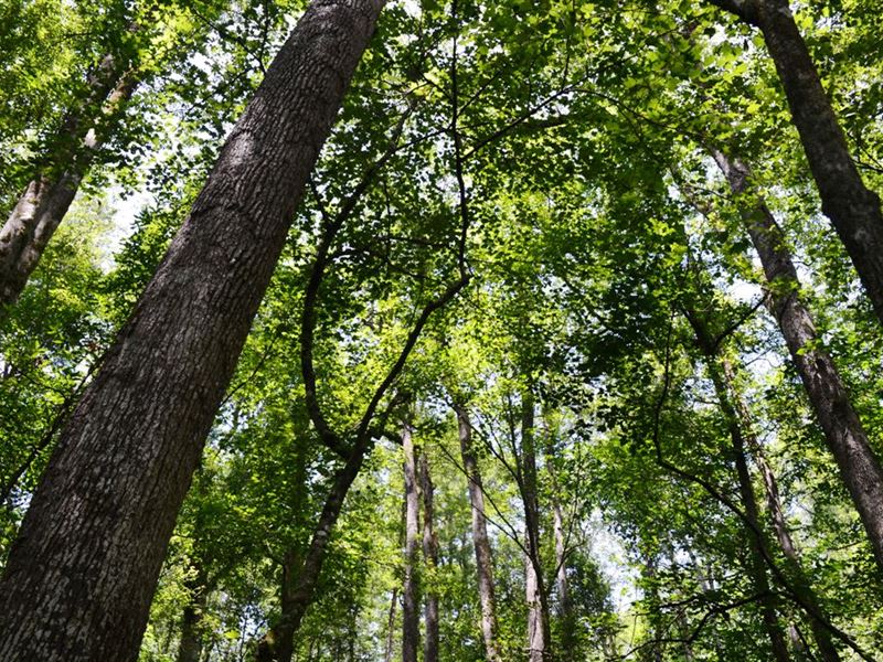 Ashpole Central Tract : Fairmont : Robeson County : North Carolina