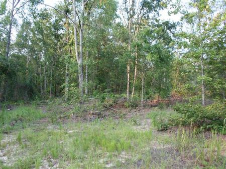 Development/ Timber Land : Harlem : McDuffie County : Georgia