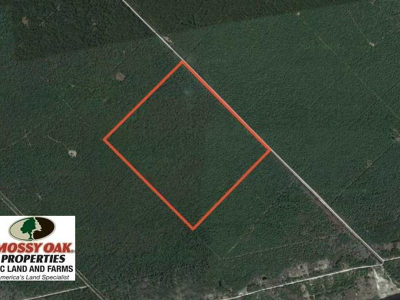 Under Contract, 180 Acres of Hunt : Belhaven : Hyde County : North Carolina