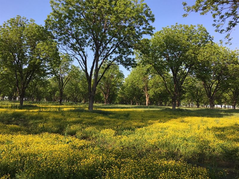 Beautiful Pecan Orchard, Farm for Sale by Owner in Arkansas, 156082