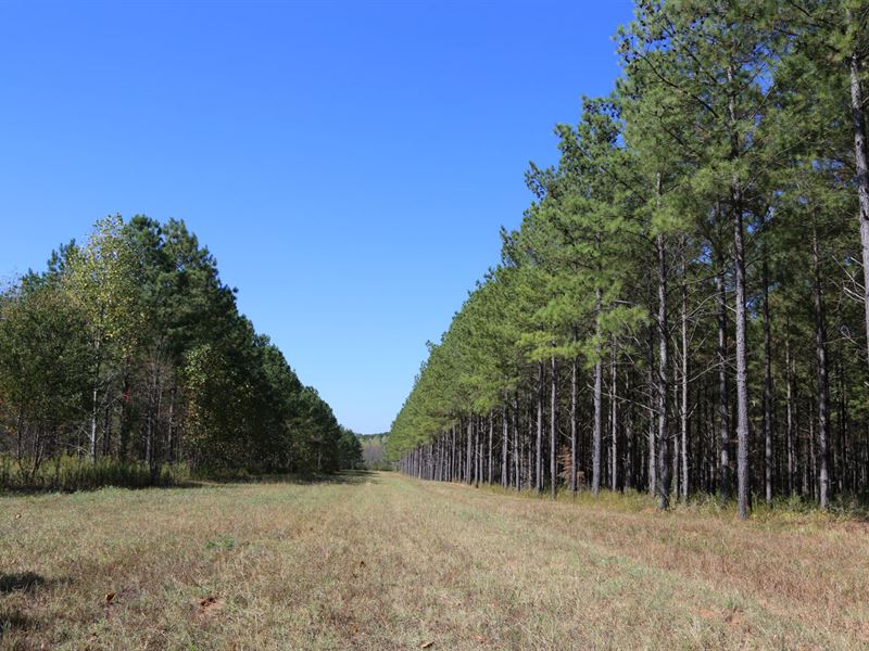 Rogersville's Treasure Forest : Rogersville : Lauderdale County : Alabama