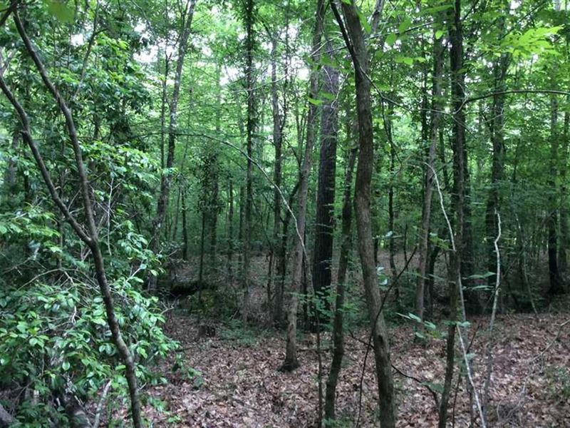 Military Road SW Tract, Winn Parish : Winnfield : Winn Parish : Louisiana