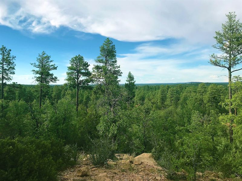 Arizona 10 Acre Forested Estates : Pinetop-Lakeside : Navajo County : Arizona