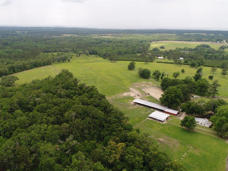60 Acre Producing Property, Farm for Sale in Florida, 156622