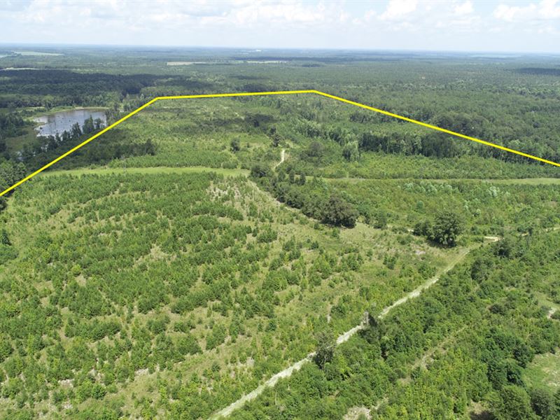 208.2 Acres Burke County, Georgia : Sardis : Burke County : Georgia