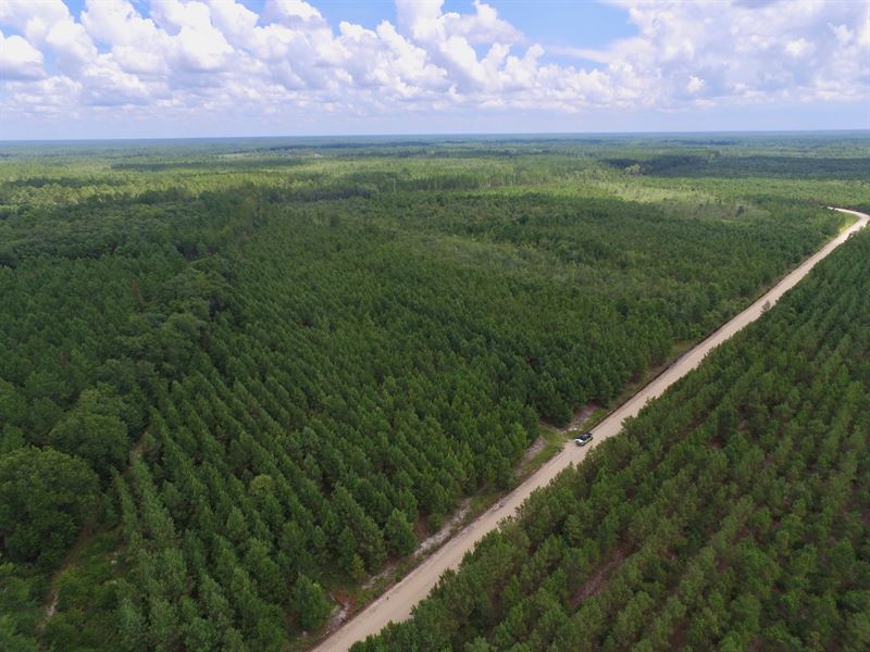 64+ Acre Pine and Timberland Tract : Hinesville : Liberty County : Georgia