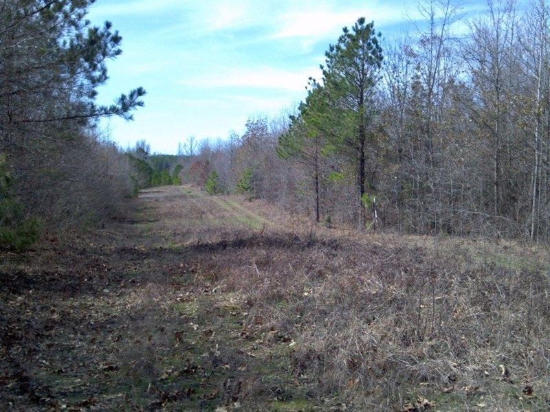 50 Acres in Holly Grove, AR, Farm for Sale by Owner in Arkansas