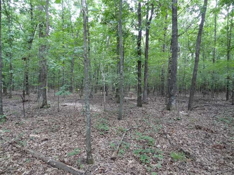 40 Acres Near Hurricane Lake : Bald Knob : White County : Arkansas
