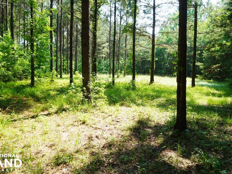 Akron Hunting and Timber Investment : Akron : Hale County : Alabama