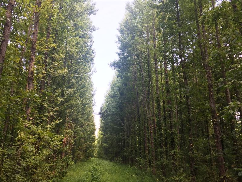 Mayfield Creek East Tract : Wickliffe : Ballard County : Kentucky