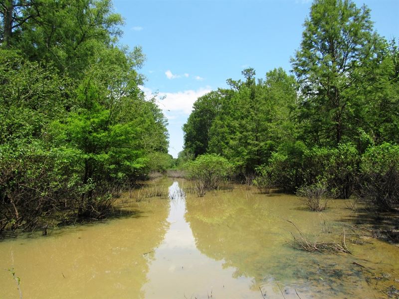 Mayfield Creek West Tract : Wickliffe : Ballard County : Kentucky