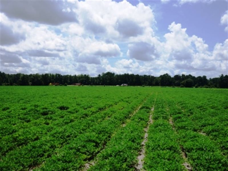 Rad Denmark Farm : Brooklet : Bulloch County : Georgia