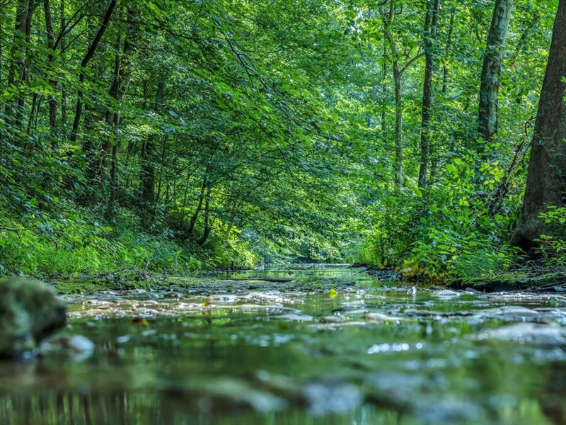 45.82 Acres of Prime Land Located : Lafayette : Macon County : Tennessee