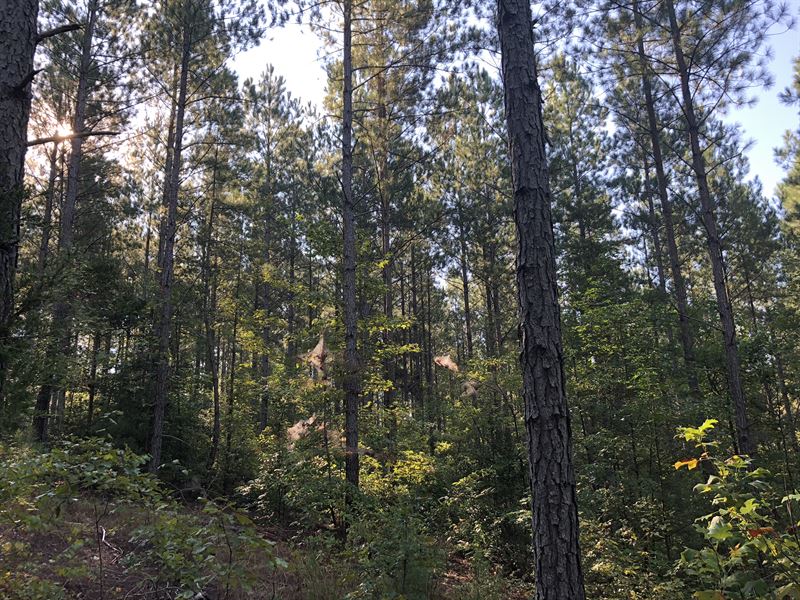 Wildlife Lane Tract : Blackstock : Cherokee County : South Carolina