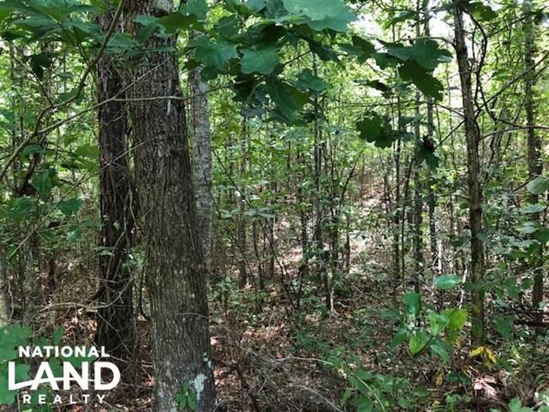 115 Ac, Hunting / Timberland Proper : Duck Hill : Montgomery County : Mississippi