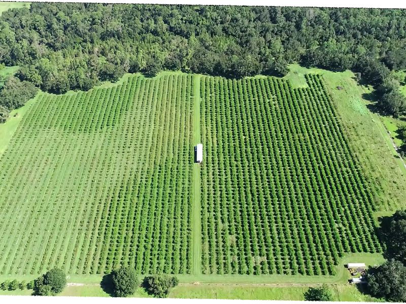 24 Acre Peach Grove Farm for Sale in Bartow, Polk County, Florida
